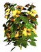 Цветы в PNG
